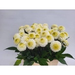 Dahlia Daalia Caro 60cm