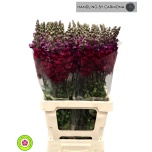 Antirrhinum Lõvilõug Poto Red 60cm
