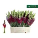 Antirrhinum Lõvilõug Poto Red 65cm