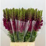 Antirrhinum Lõvilõug Poto Red 70cm