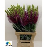 Antirrhinum Lõvilõug Poto Red 75cm