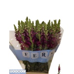 Antirrhinum Lõvilõug Poto Red 80cm