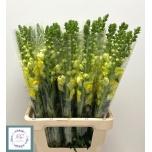 Antirrhinum Lõvilõug Poto Yellow 70cm