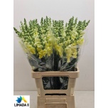 Antirrhinum Lõvilõug Poto Yellow 70cm
