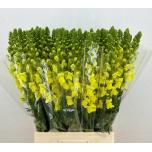 Antirrhinum Lõvilõug Poto Yellow 70cm