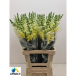 Antirrhinum Lõvilõug Poto Yellow 70cm
