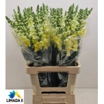 Antirrhinum Lõvilõug Poto Yellow 70cm