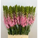 Antirrhinum Lõvilõug Potomac Pink 70cm
