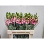 Antirrhinum Lõvilõug Potomac Pink 80cm