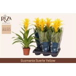 Guzmania deseo yellow 12cm