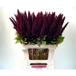 Amaranthus Rebashein Pygmy Torch 65cm