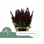Amaranthus Rebashein Pygmy Torch 70cm