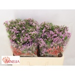 Chamelaucium Un Pirouette 50cm