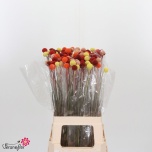 Craspedia Kerajas Varblill paint mix 70cm
