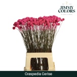 Craspedia Kerajas Varblill paint 70cm
