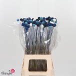 Craspedia Kerajas Varblill paint Blue 70cm