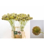 Scabiosa Tähtpea stellata paint 70cm