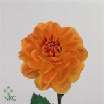 Dahlia Daalia Chanel 40cm