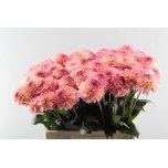 Dahlia Daalia chanel 40cm
