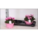 Cyclamen persicum Lovely Moments 22cm