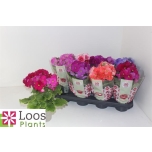Primula obconica sweet kisses amore mixed 12cm