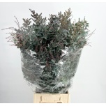 Acacia Mimoos baileyana 70cm (pk)