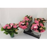 Hydrangea Hortensia Mag Evolution 14cm