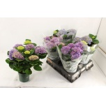 Hydrangea Hortensia Mag Evolution 14cm