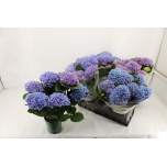 Hydrangea Hortensia Mag Evolution 14cm