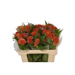 Celosia Mätashari Reprise Orange 55cm