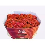 Celosia Mätashari reprise orange 72cm
