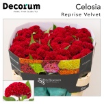 Celosia Mätashari Reprise Velvet 72-75cm