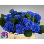 Hydrangea Hortensia Royal Parade 50cm*5