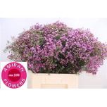 Chamelaucium Wax Flower Prince 70cm