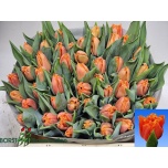 Tulp fr Orange Passion