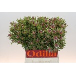 Leucadendron Valgepuu Ayoba Star Pearl 50cm