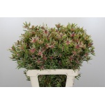 Leucadendron Valgepuu Ayoba St Pear 60cm