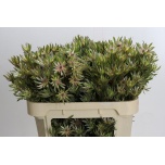 Leucadendron Valgepuu Ayoba St Pear 90cm