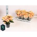 Euphorbia pulch Jõulutäht Autumn Leaves 10,5cm