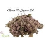 Chamelaucium Sidrunmürt Jupiter Solar 60cm