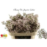 Chamelaucium Sidrunmürt Jupiter Solar 70cm