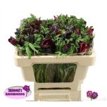 Anemone Ülane Galil Bordeaux 50cm