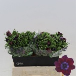 Anemone Ülane Galil Bordeaux