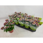 Chrysanthemum Krüsanteem 12cm (indicum grp) Splash Rocker