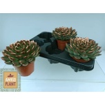 Echeveria amado 10,5cm
