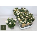Rosa Potiroos Belami Kordana Grande 10.5cm
