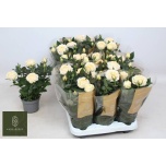 Rosa Potiroos Belami Kordana Grande 10.5cm