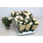 Rosa Potiroos Belami Kordana Grande 10.5cm