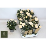 Rosa Potiroos Belami Kordana Grande 10.5cm