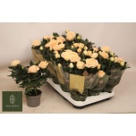 Rosa Potiroos Belami Kordana Grande 10.5cm